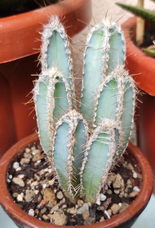 Cereus_reved.jpg